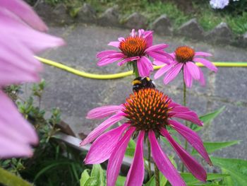 Close-up of pink cosmos flower