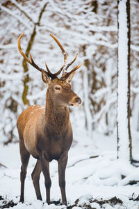 Deer standing on snow covered land