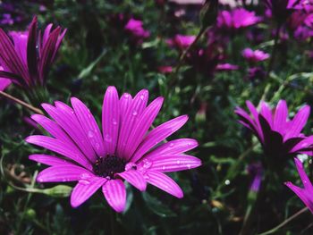 Close-up of water drops on pink flower