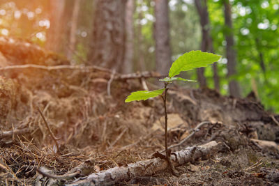 Close-up of fresh green plant in forest