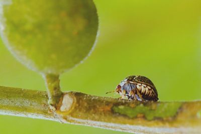 Close-up of insect on leaf