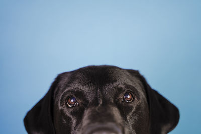 Close-up portrait of black dog