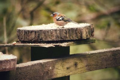 Close-up of bird perching on wood