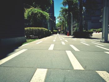 Trees along road