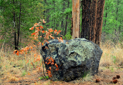 Trees in forest