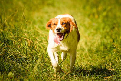 Portrait of dog on field