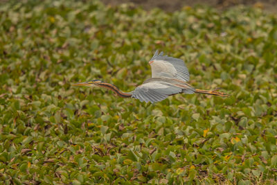 Bird flying over plants