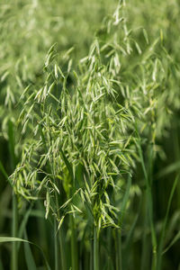 Green ears of oats on the field