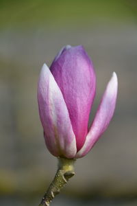 Close-up of pink magnolia outdoors