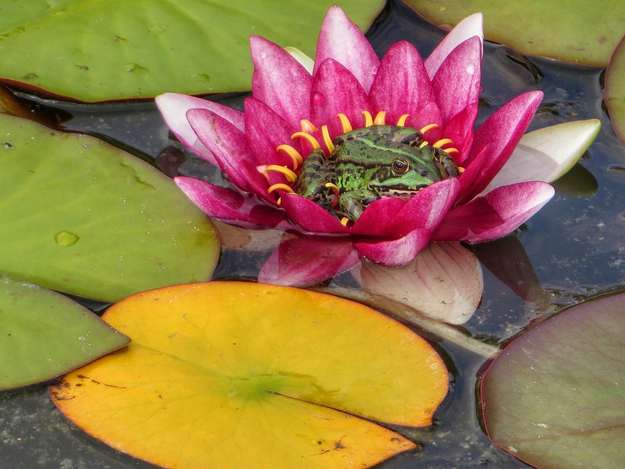 Frog hunting for insects