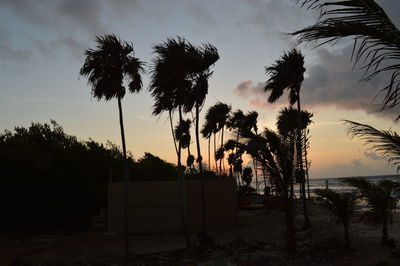 Silhouette palm trees on beach against sky at sunset