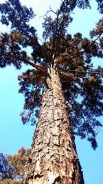 Low angle view of tree against sky