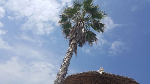 Low angle view of coconut palm tree against sky