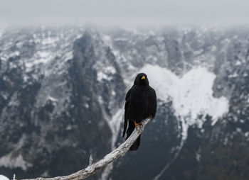 Black bird, an alpine chough perching on branch in mountains in winter