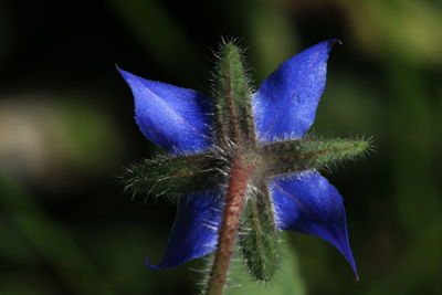 Close-up of purple blue flower