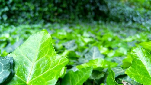 Close-up of green leaves