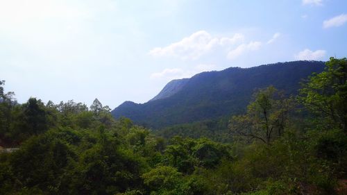 Scenic view of forest against sky