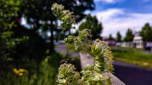 Close-up of flowering plant against sky