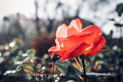 Close-up of red rose on plant