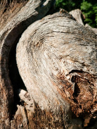 Close-up of tree trunk