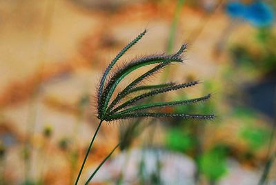 Close-up of plant