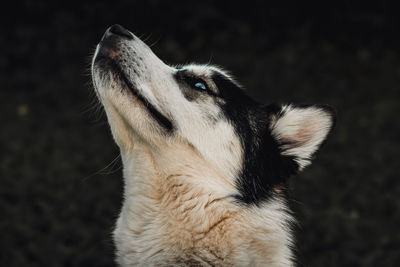 Husky looking left sniffing the air
