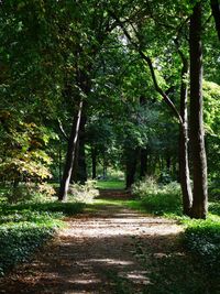 Trees in forest