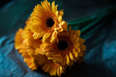 Close-up of yellow daisy flower