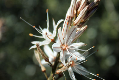 Close-up of white flowering plant