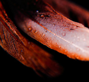 Close-up of orange leaf