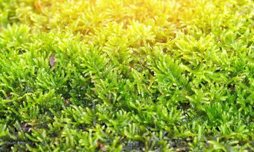 Close-up of snake on grass
