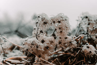 Close-up of dried plant on snow