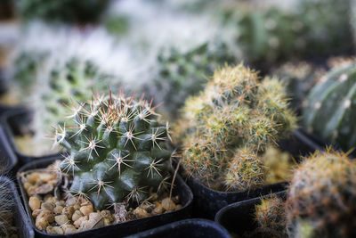 Close-up of cactus plant