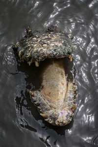 High angle view of turtle in lake