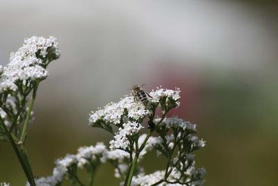 Close-up of bee pollinating on white flower