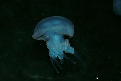 Close-up of fish underwater