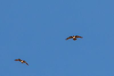 Low angle view of birds flying in sky