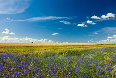 Scenic view of field against sky