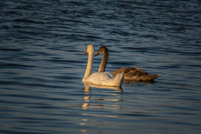 Swan swimming in lake