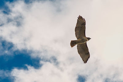  hawk in sky