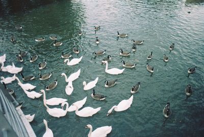 Swans  and ducks feeding 