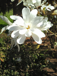 Close-up of white flowers