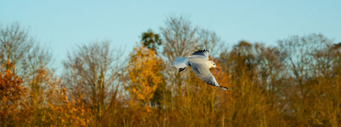 Black headed gulls in winter plumage single close up in flight with wings outstretched soaring