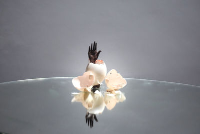 Close-up of white flowers in water