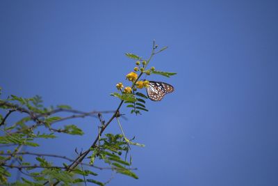 Low angle view of butterfly on flower against blue sky