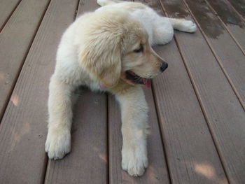 High angle view of golden retriever sitting on wood