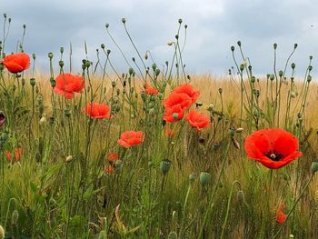 Close-up of red poppies on field against sky