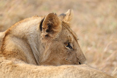 Close-up of a cat lying on land