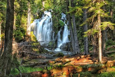 Scenic view of waterfall in forest