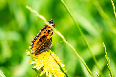 Close-up of butterfly pollinating on flower